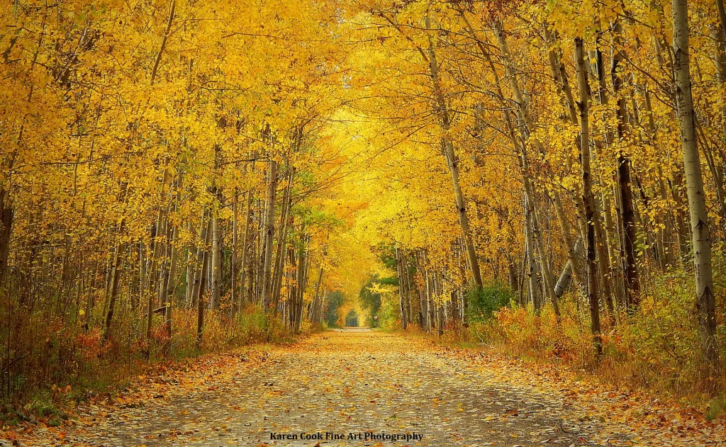 A wooded trail in autumn